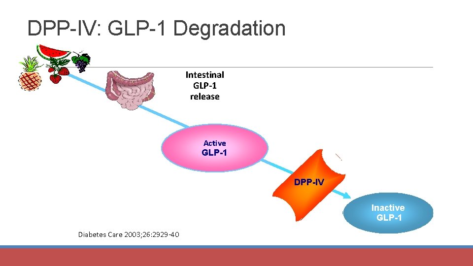 DPP-IV: GLP-1 Degradation Intestinal GLP-1 release Active GLP-1 DPP-IV Inactive GLP-1 Diabetes Care 2003;