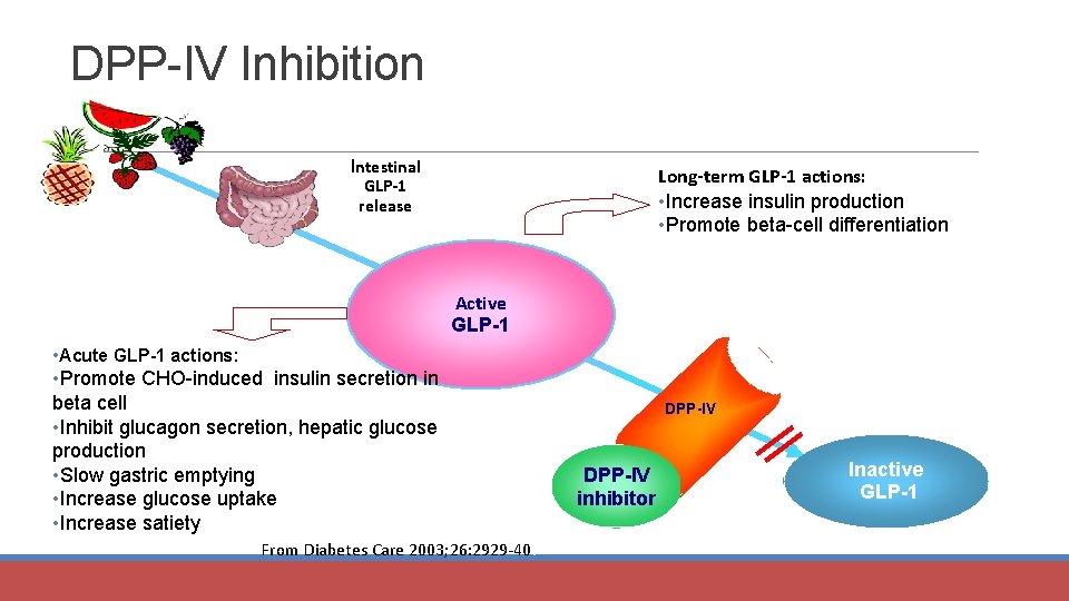 DPP-IV Inhibition Intestinal GLP-1 release Long-term GLP-1 actions: • Increase insulin production • Promote