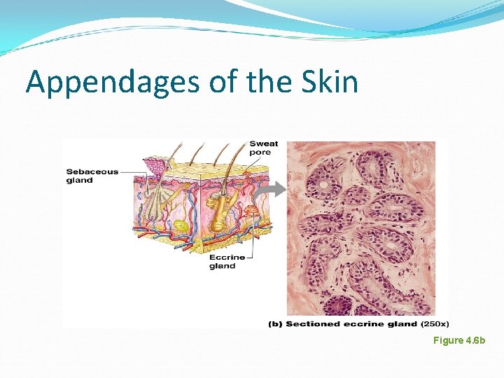 Appendages of the Skin Figure 4. 6 b Appendages of the Skin Figure 4. 6 b