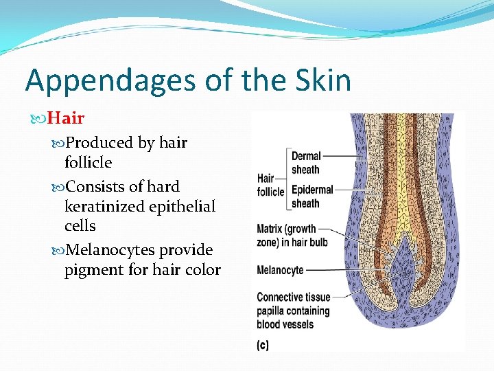 Appendages of the Skin Hair Produced by hair follicle Consists of hard keratinized epithelial Appendages of the Skin Hair Produced by hair follicle Consists of hard keratinized epithelial