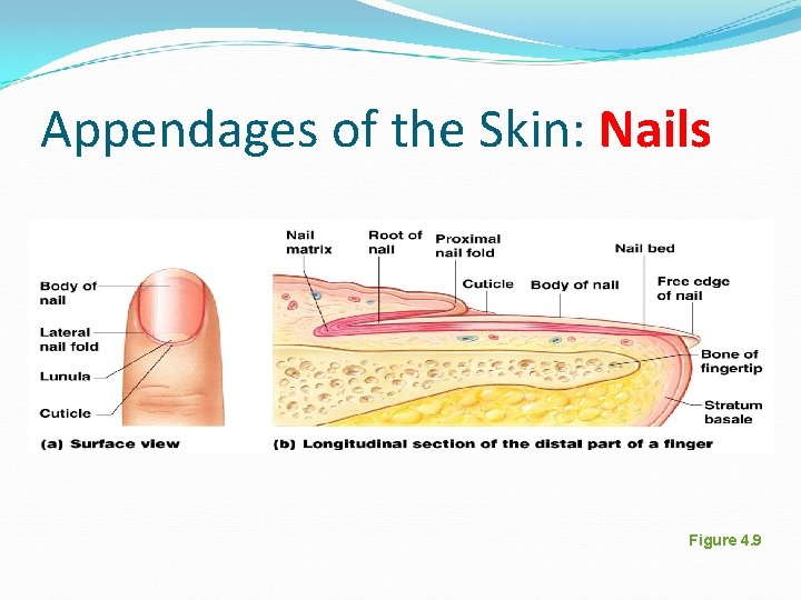 Appendages of the Skin: Nails Figure 4. 9 Appendages of the Skin: Nails Figure 4. 9
