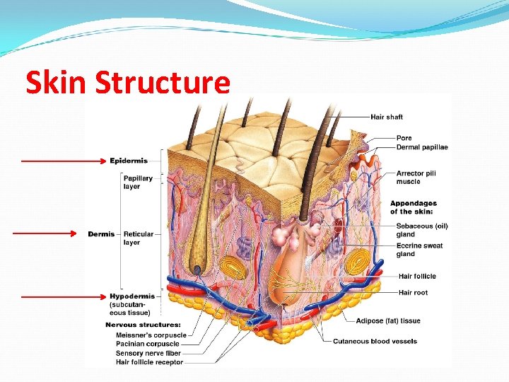 Skin Structure Skin Structure