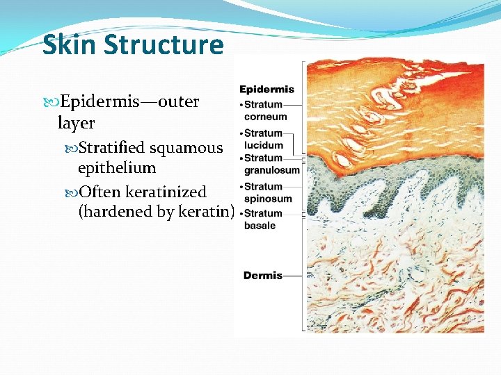 Skin Structure Epidermis—outer layer Stratified squamous epithelium Often keratinized (hardened by keratin) Skin Structure Epidermis—outer layer Stratified squamous epithelium Often keratinized (hardened by keratin)