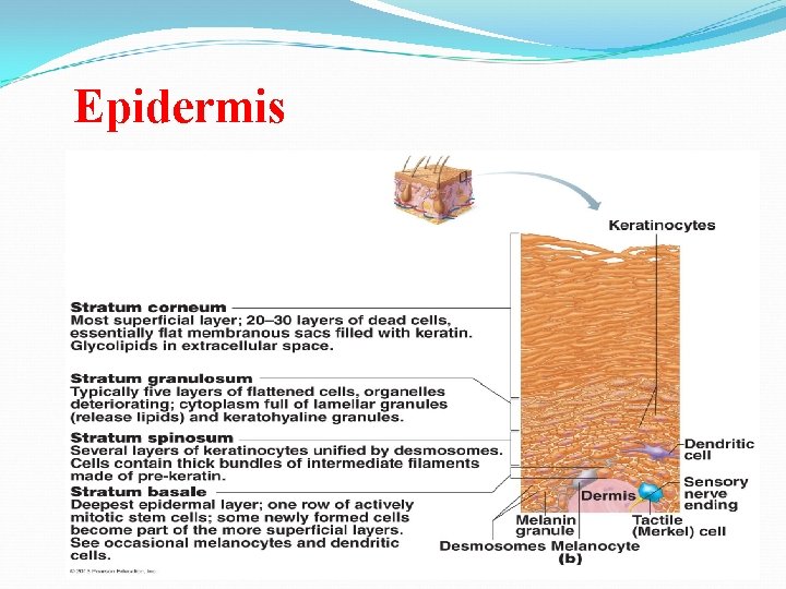 Epidermis Epidermis