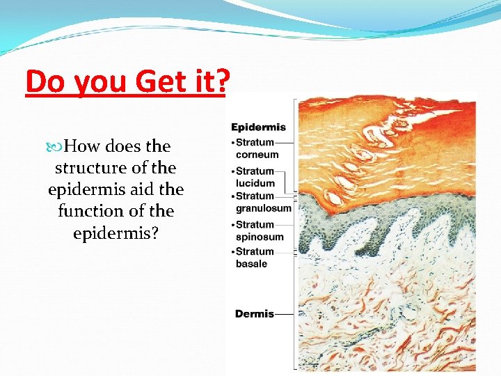 Do you Get it? How does the structure of the epidermis aid the function Do you Get it? How does the structure of the epidermis aid the function