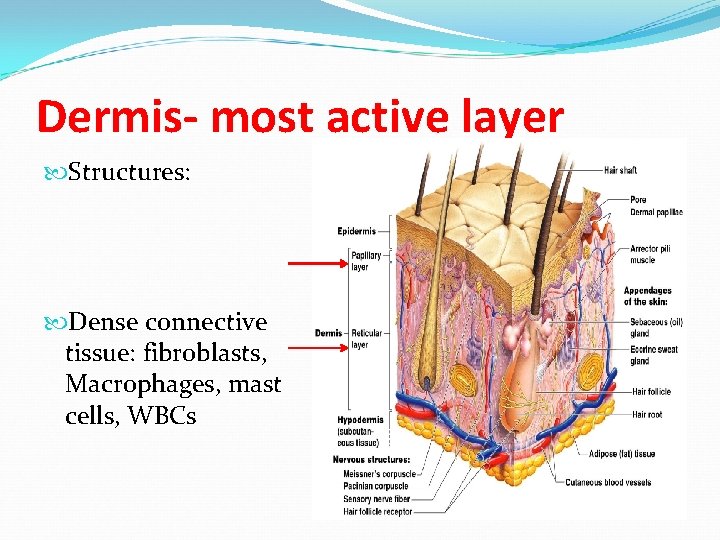 Dermis- most active layer Structures: Dense connective tissue: fibroblasts, Macrophages, mast cells, WBCs Dermis- most active layer Structures: Dense connective tissue: fibroblasts, Macrophages, mast cells, WBCs