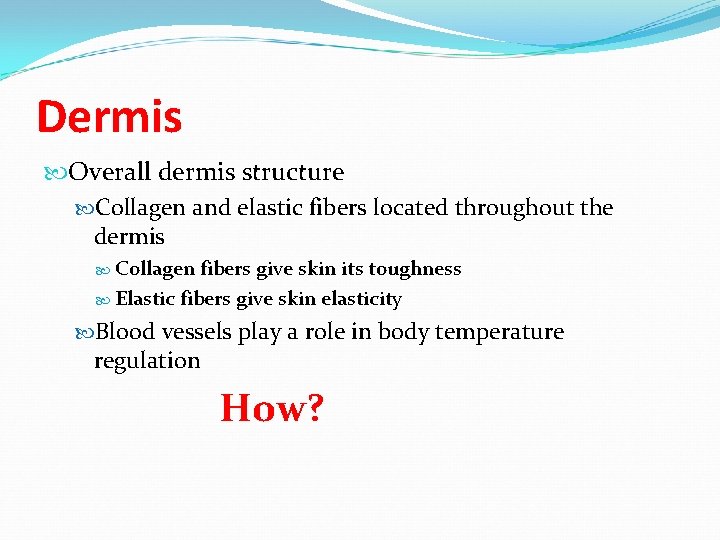 Dermis Overall dermis structure Collagen and elastic fibers located throughout the dermis Collagen fibers Dermis Overall dermis structure Collagen and elastic fibers located throughout the dermis Collagen fibers