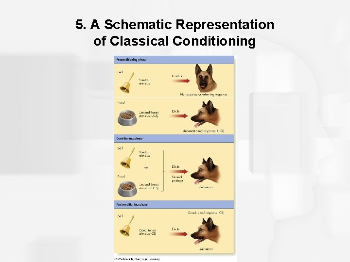 5. A Schematic Representation of Classical Conditioning 