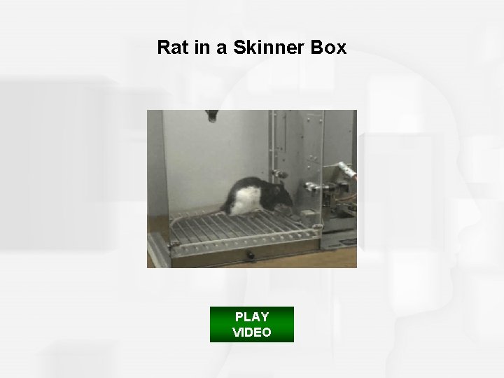 Rat in a Skinner Box PLAY VIDEO 