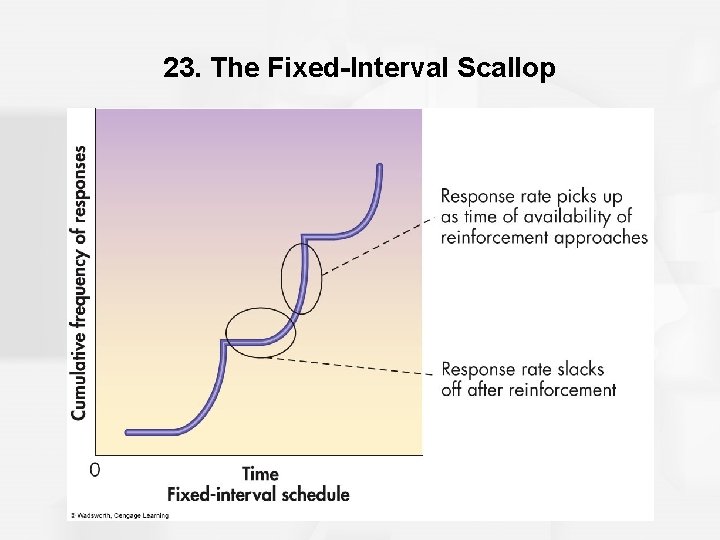 23. The Fixed-Interval Scallop 