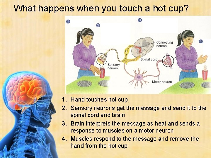 The Nervous System Questions to be answered How