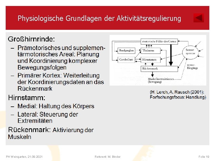 Physiologische Grundlagen der Aktivitätsregulierung PH Weingarten, 21. 09. 2021 Referent: M. Binder Folie 19