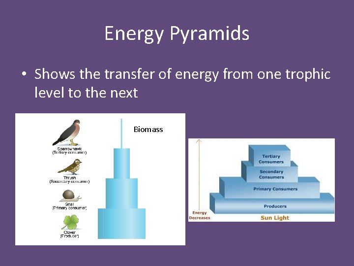 Energy Pyramids • Shows the transfer of energy from one trophic level to the