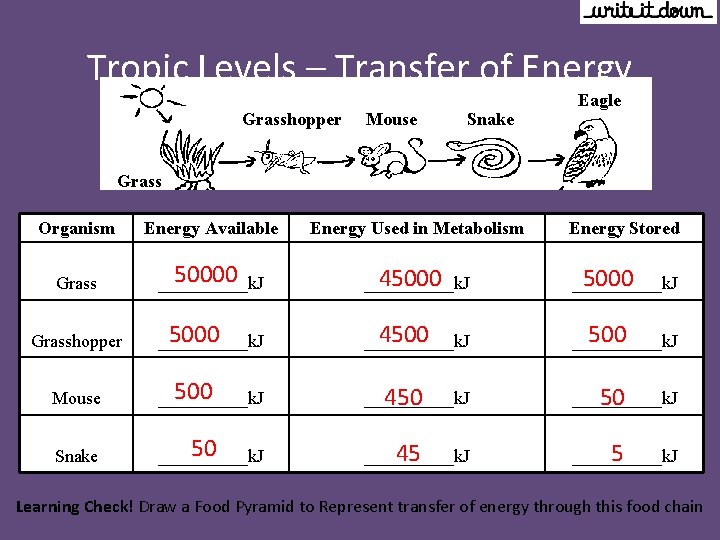 Tropic Levels – Transfer of Energy Grasshopper Mouse Snake Eagle Grass Organism Energy Available