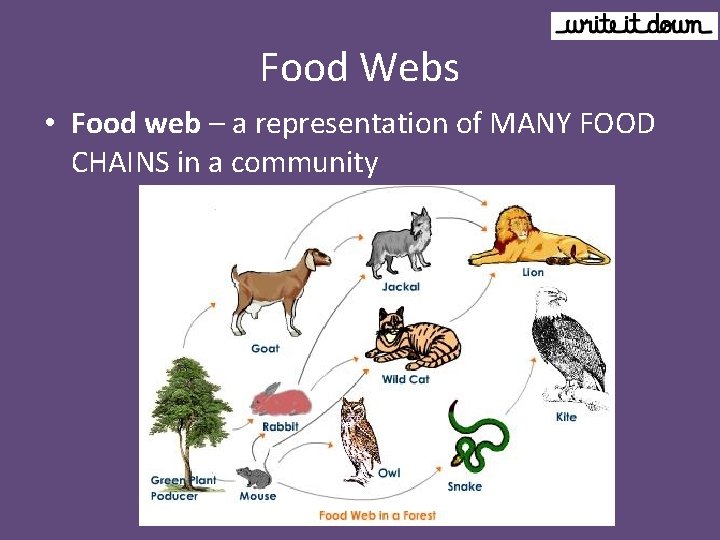 Food Webs • Food web – a representation of MANY FOOD CHAINS in a