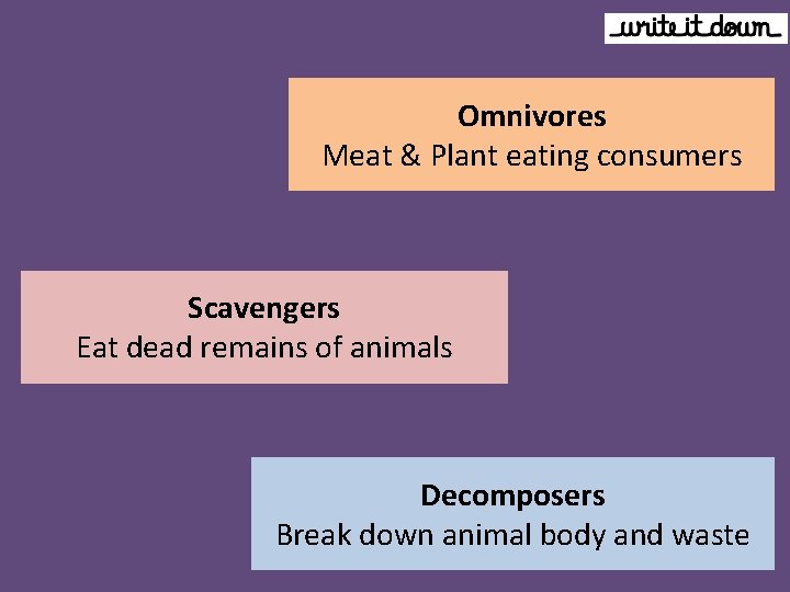 Omnivores Meat & Plant eating consumers Scavengers Eat dead remains of animals Decomposers Break