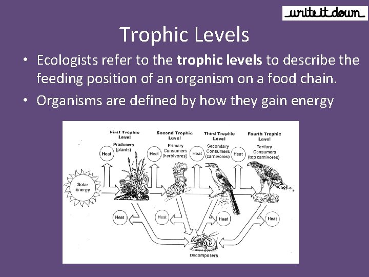 Trophic Levels • Ecologists refer to the trophic levels to describe the feeding position