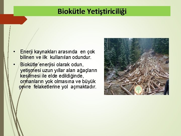 Biokütle Yetiştiriciliği • Enerji kaynakları arasında en çok bilinen ve ilk kullanılan odundur. •