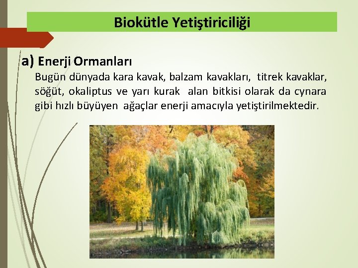 Biokütle Yetiştiriciliği a) Enerji Ormanları Bugün dünyada kara kavak, balzam kavakları, titrek kavaklar, söğüt,