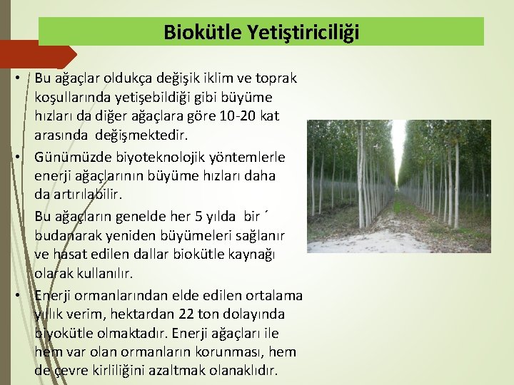 Biokütle Yetiştiriciliği • Bu ağaçlar oldukça değişik iklim ve toprak koşullarında yetişebildiği gibi büyüme