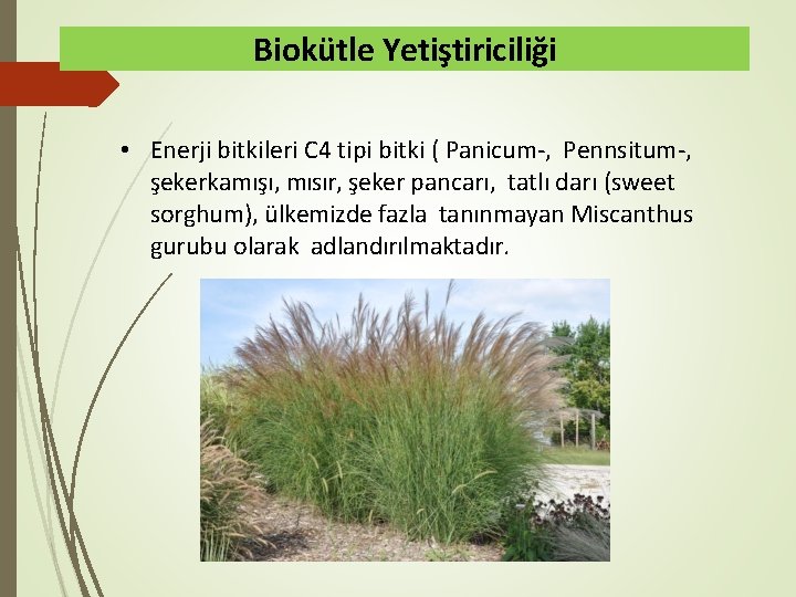 Biokütle Yetiştiriciliği • Enerji bitkileri C 4 tipi bitki ( Panicum-, Pennsitum-, şekerkamışı, mısır,