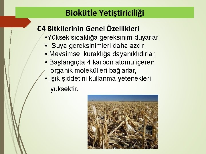 Biokütle Yetiştiriciliği C 4 Bitkilerinin Genel Özellikleri • Yüksek sıcaklığa gereksinim duyarlar, • Suya