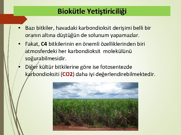 Biokütle Yetiştiriciliği • Bazı bitkiler, havadaki karbondioksit derişimi belli bir oranın altına düştüğün de
