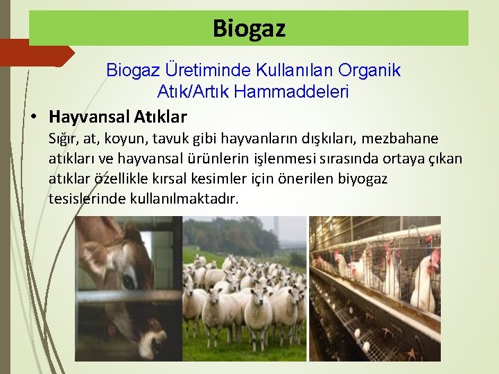 Biogaz Üretiminde Kullanılan Organik Atık/Artık Hammaddeleri • Hayvansal Atıklar Sığır, at, koyun, tavuk gibi
