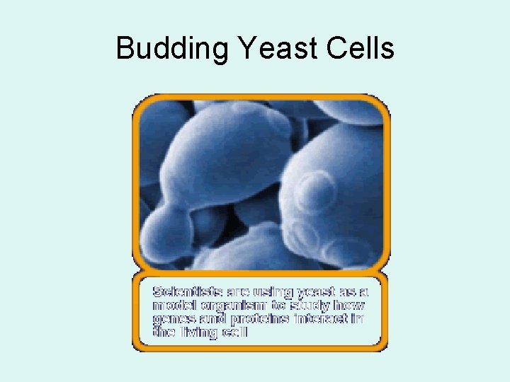 Budding Yeast Cells 