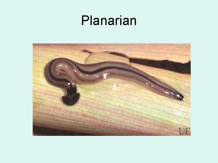 Planarian 