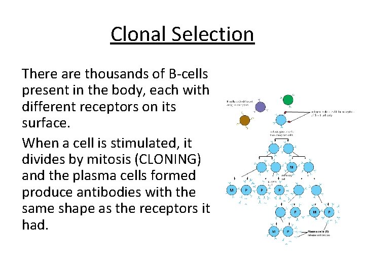 Clonal Selection There are thousands of B-cells present in the body, each with different