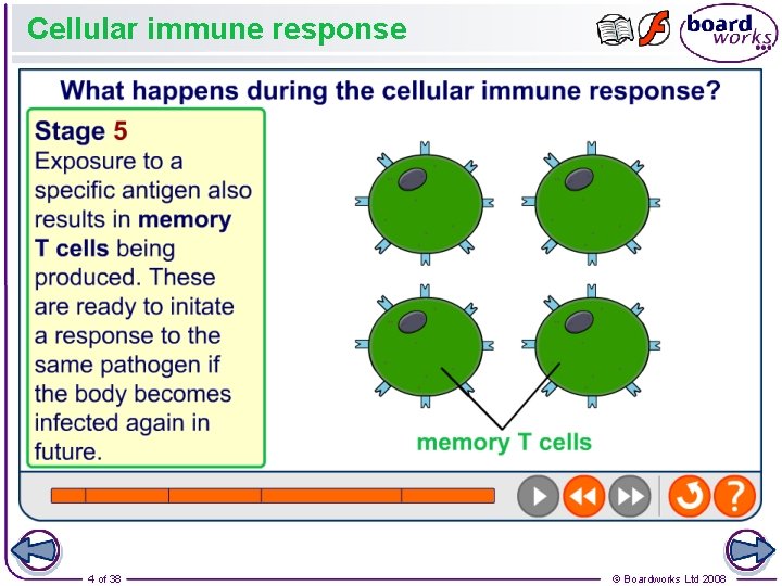 Cellular immune response 4 of 38 © Boardworks Ltd 2008 