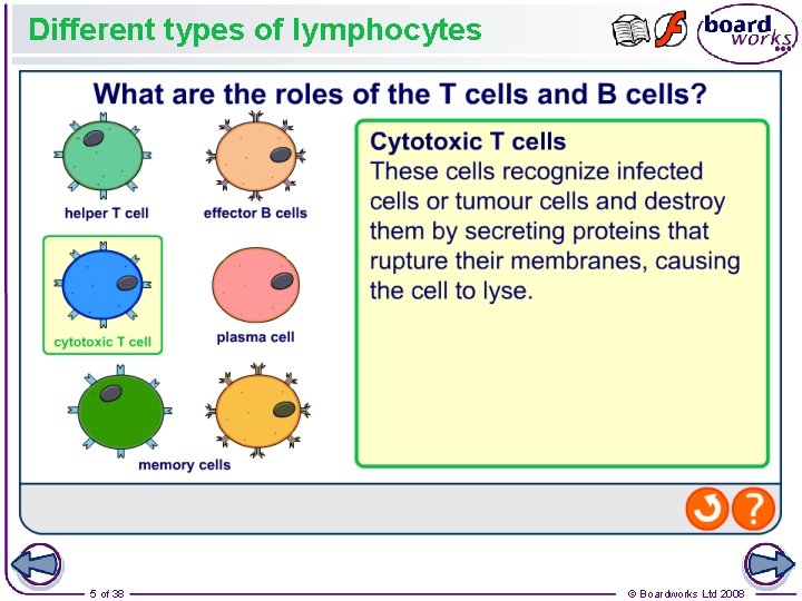 Different types of lymphocytes 5 of 38 © Boardworks Ltd 2008 