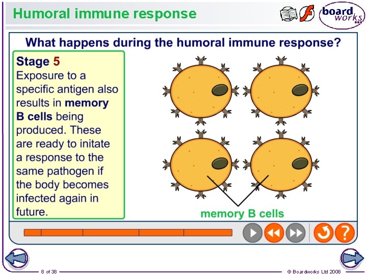 Humoral immune response 8 of 38 © Boardworks Ltd 2008 
