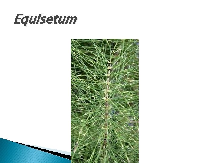 Equisetum 