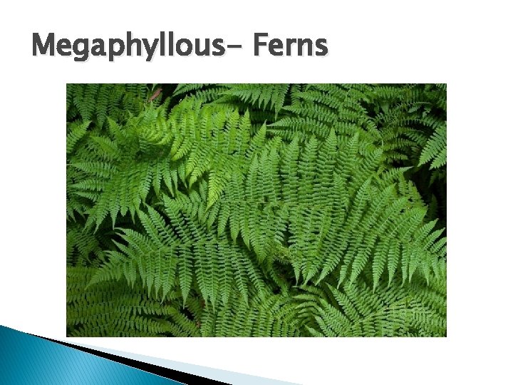 Megaphyllous- Ferns 
