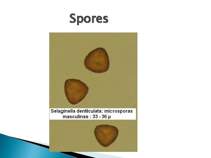 Spores 