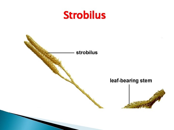 Strobilus 