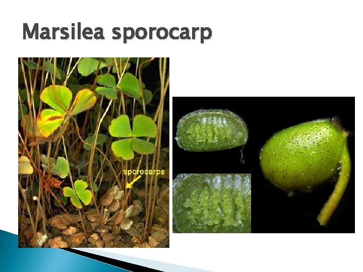 Marsilea sporocarp 