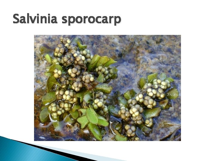 Salvinia sporocarp 