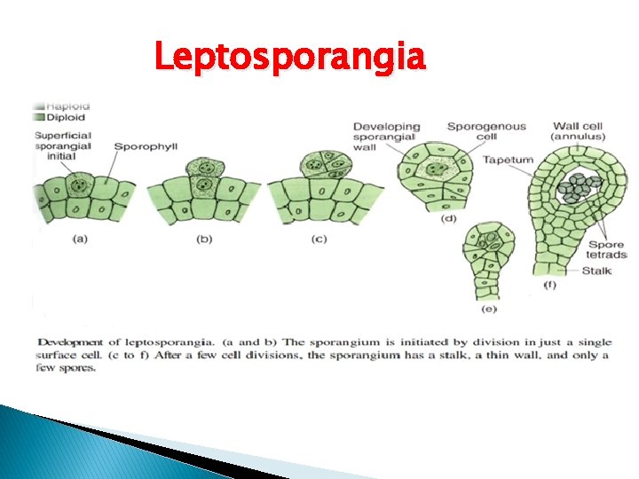 Leptosporangia 