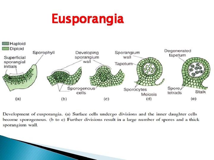 Eusporangia 