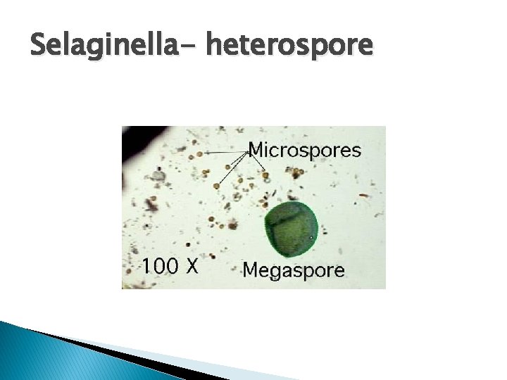Selaginella- heterospore 