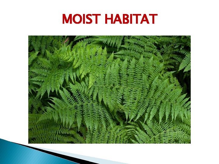MOIST HABITAT 