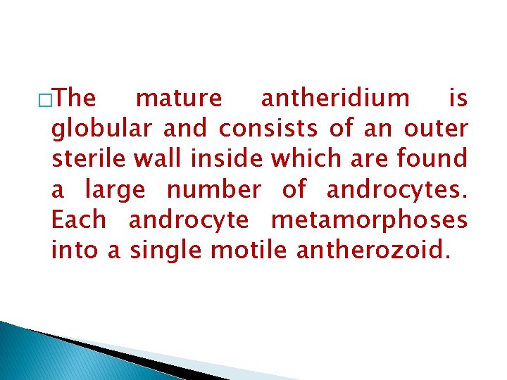 �The mature antheridium is globular and consists of an outer sterile wall inside which