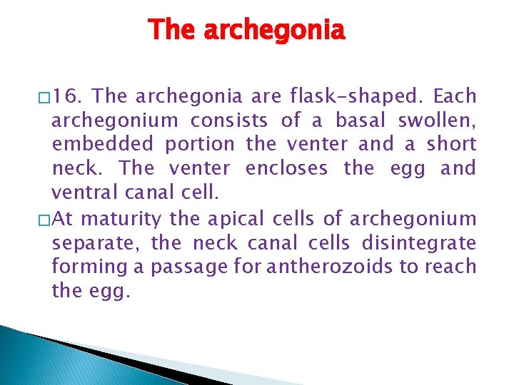 The archegonia � 16. The archegonia are flask-shaped. Each archegonium consists of a basal