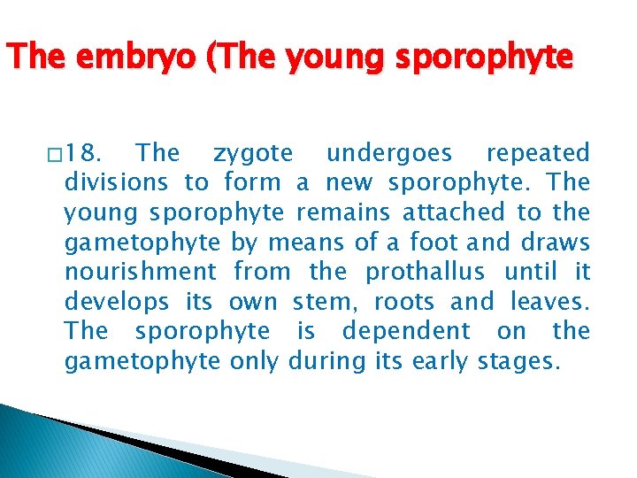 The embryo (The young sporophyte � 18. The zygote undergoes repeated divisions to form