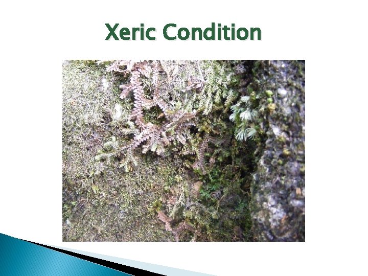 Xeric Condition 
