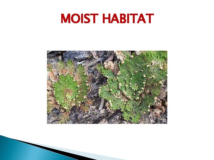 MOIST HABITAT 