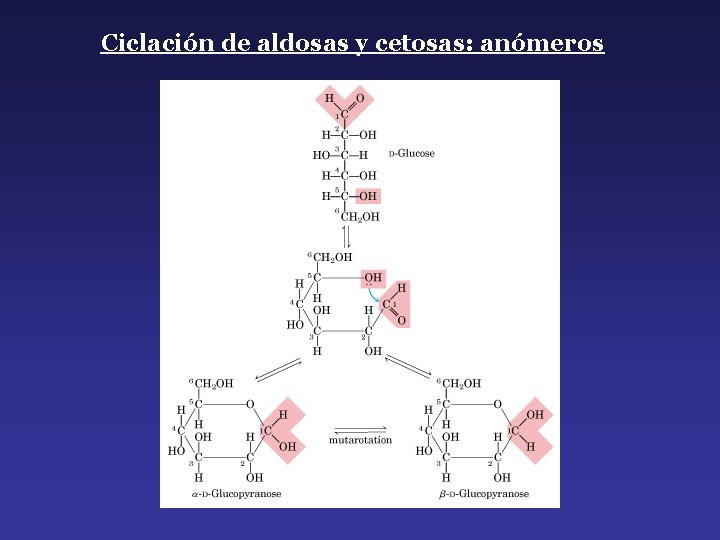 Ciclación de aldosas y cetosas: anómeros 